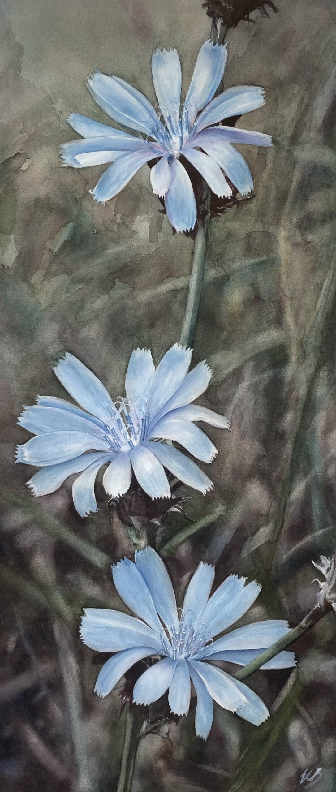 Chicory-whitmire-wildflower-garden-watercolor-erin-blumer