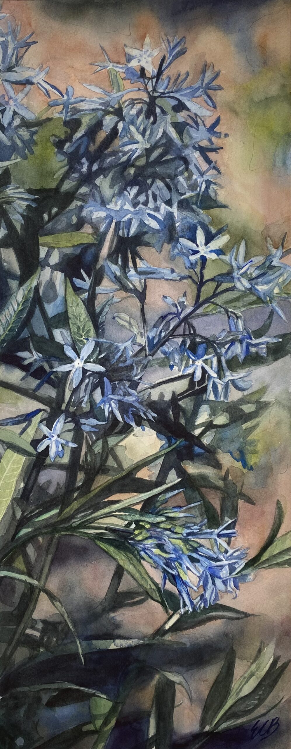 amsonia-prairie-garden-watercolor-erin-blumer