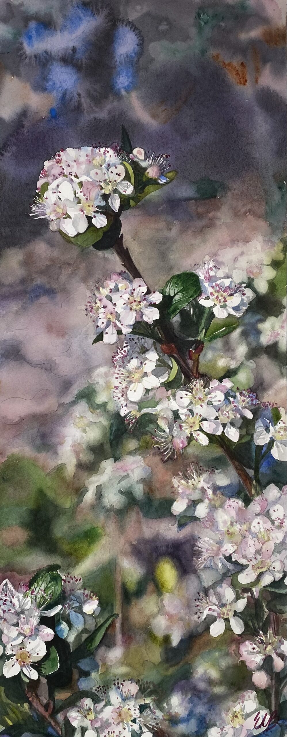 aronia-prairie-garden-watercolor-erin-blumer