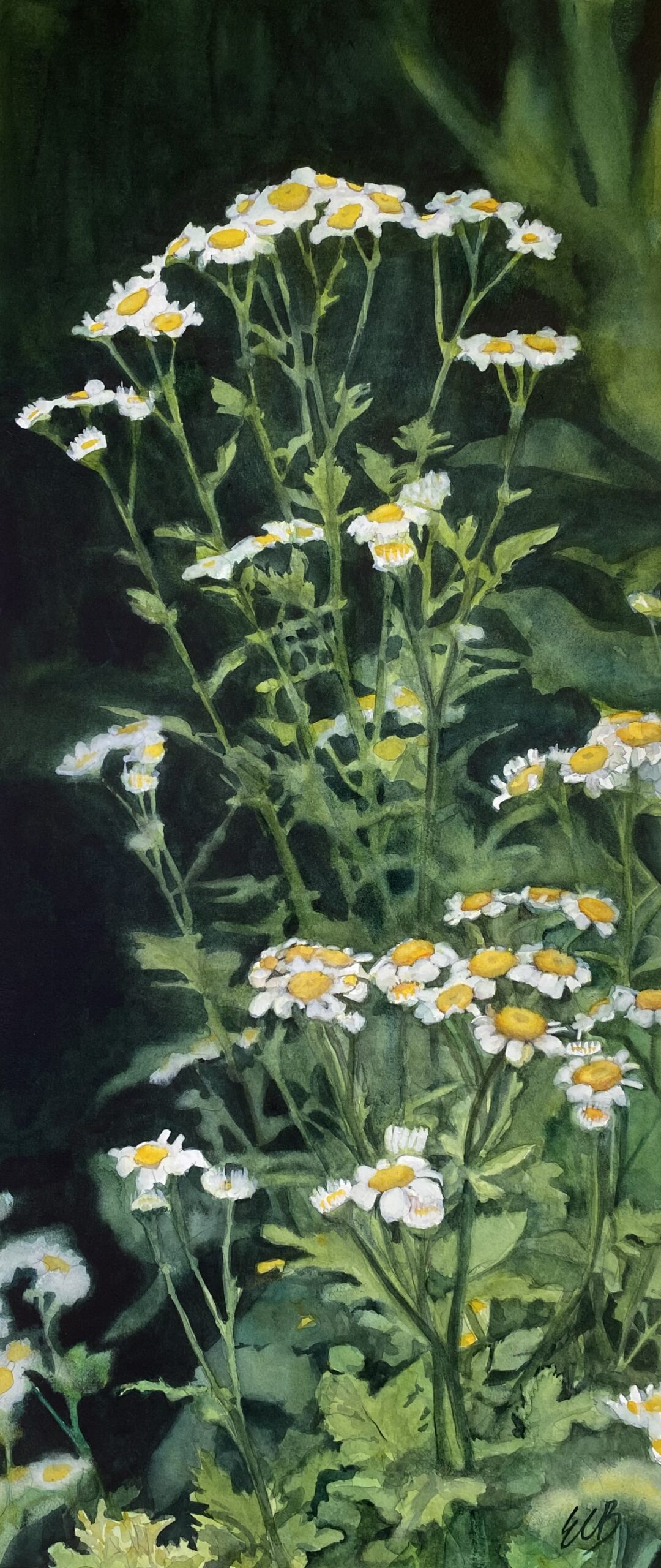 feverfew-herb-garden-watercolor-erin-blumer