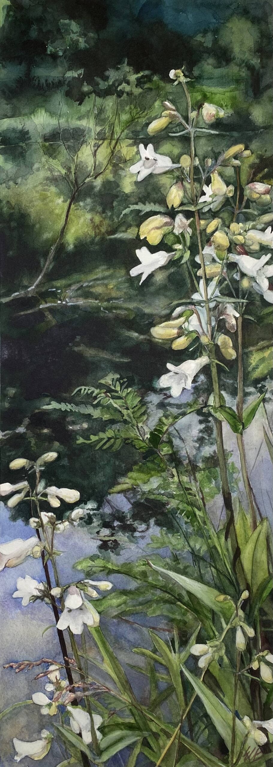 foxglove-beardtongue-klein-prairie-watercolor-erin-blumer