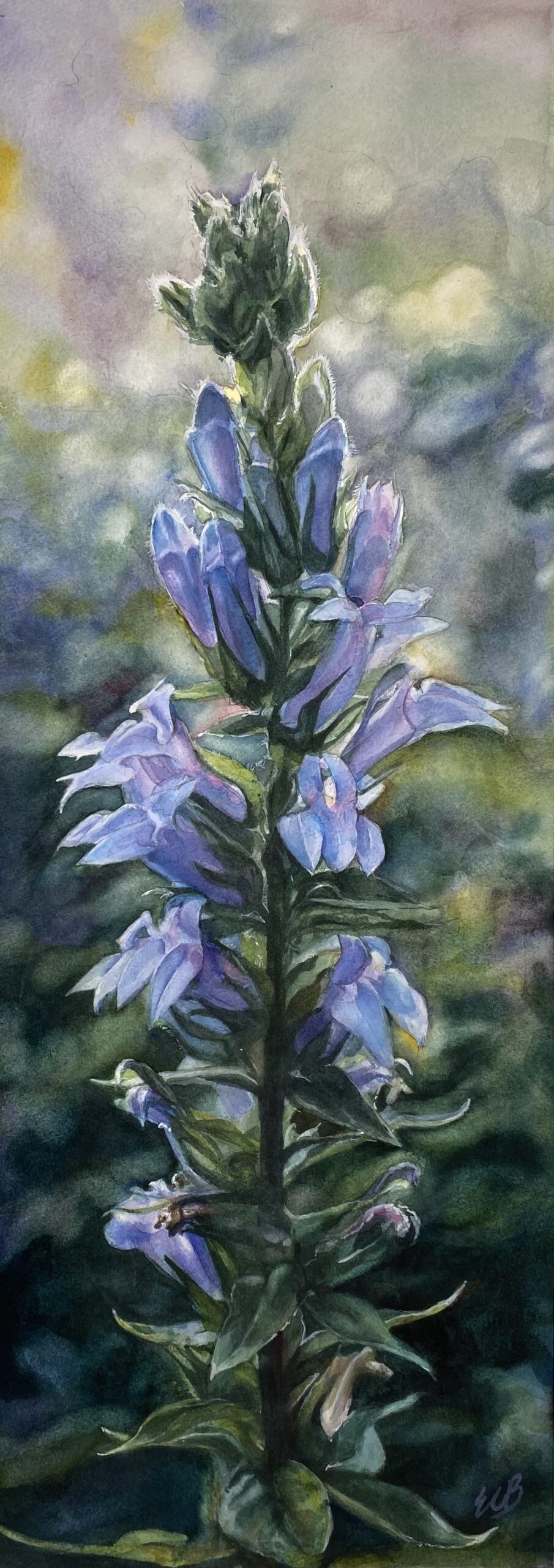 great-blue-lobelia-moore-meadow-watercolor-erin-blumer