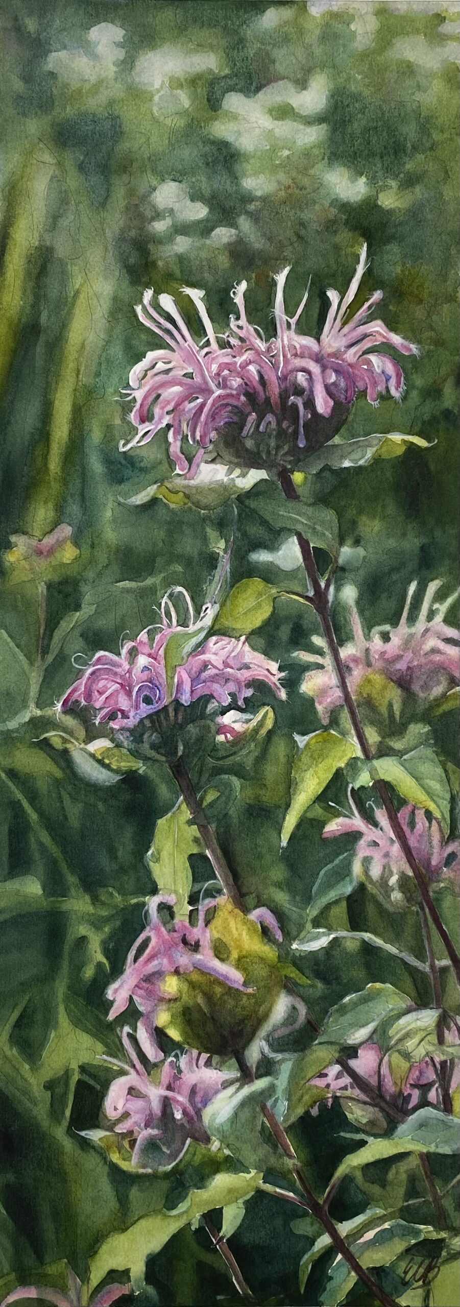 monarda-hidden-creek-savannah-watercolor-erin-blumer