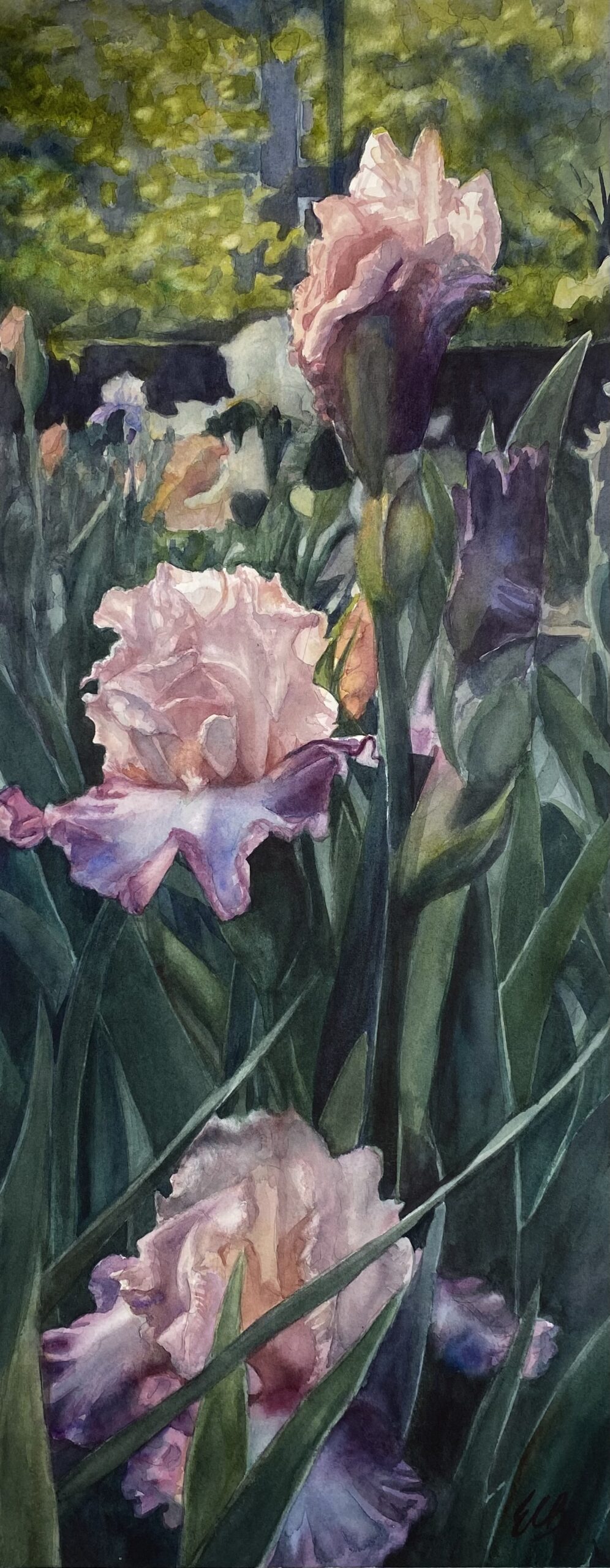 peach-iris-iris-garden-watercolor-erin-blumer