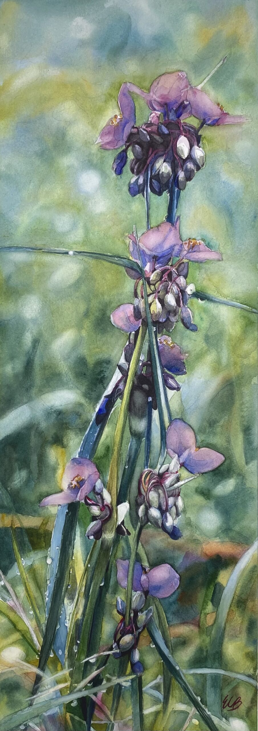spiderwort-klein-prairie-watercolor-erin-blumer