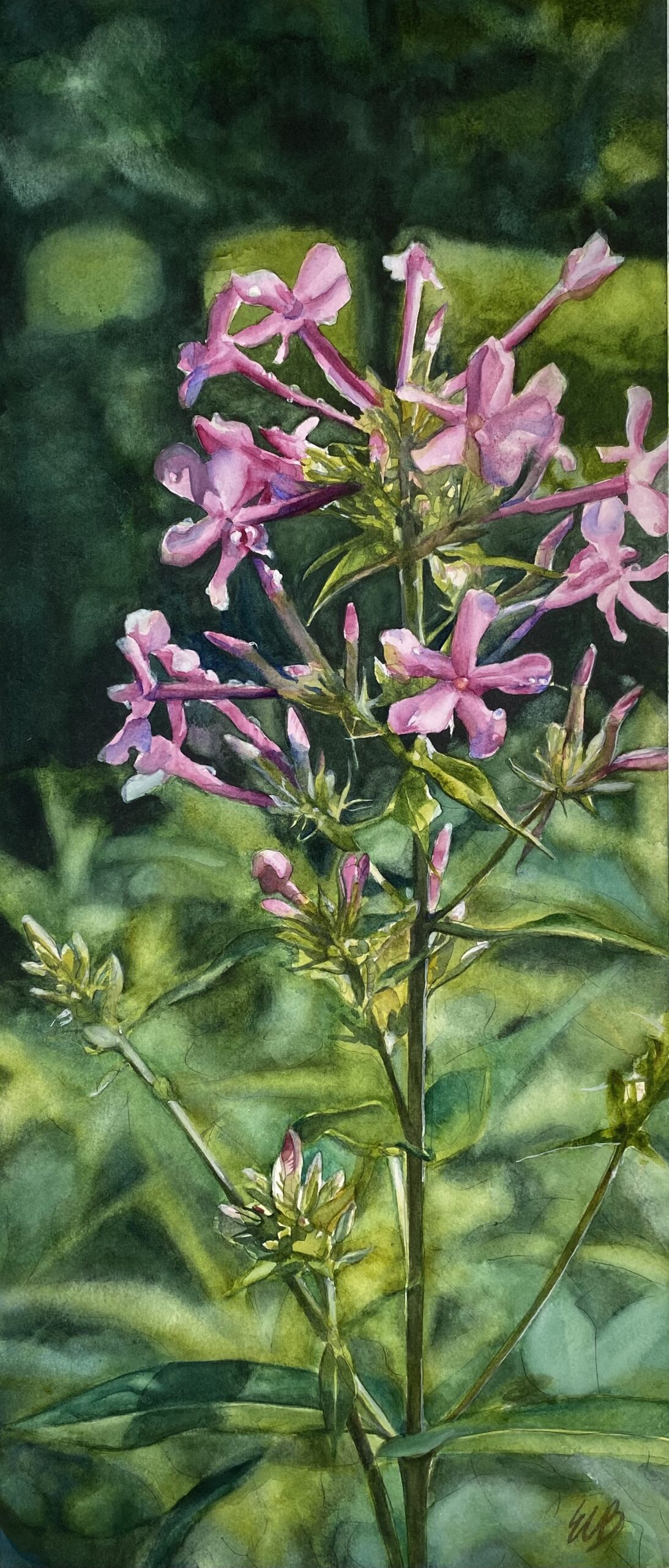 tall-phlox-whitmire-wildflower-garden-watercolor-erin-blumer