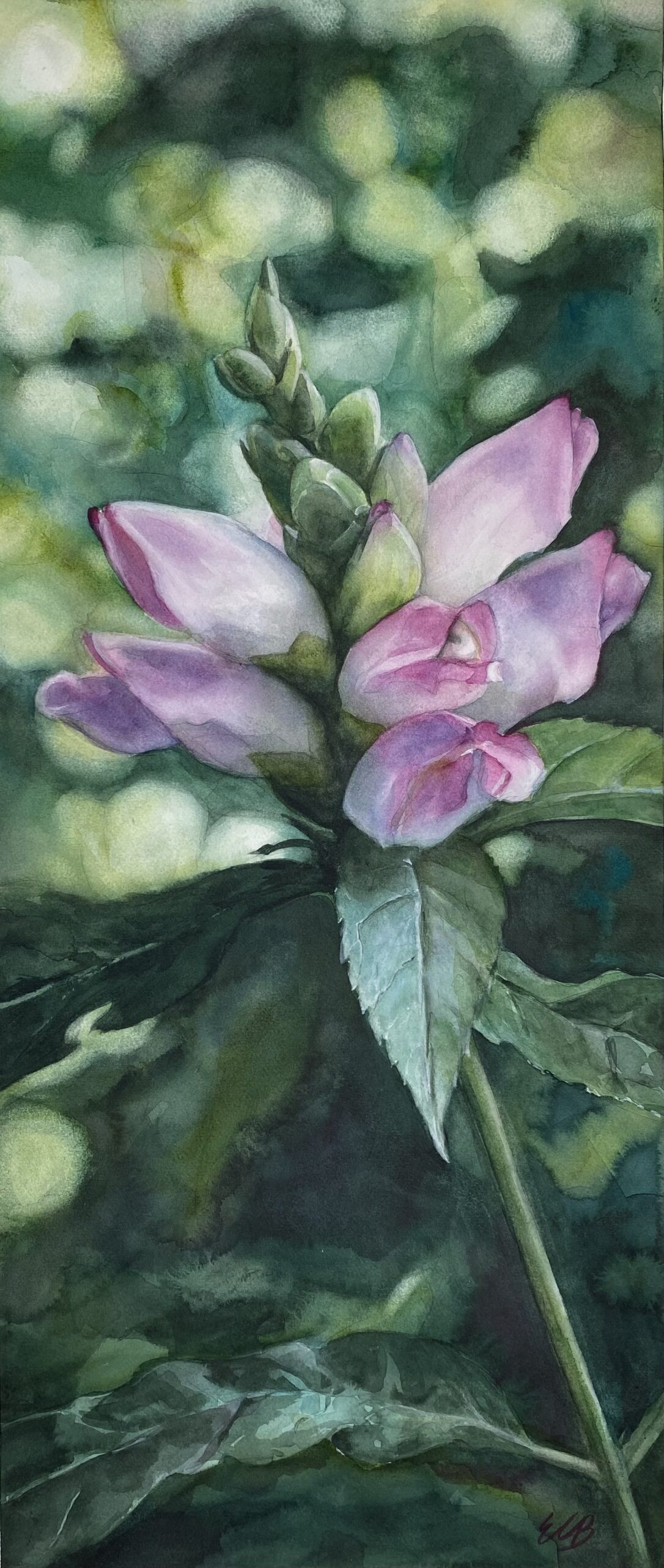 turtlehead-i-native-shade-garden-watercolor-erin-blumer