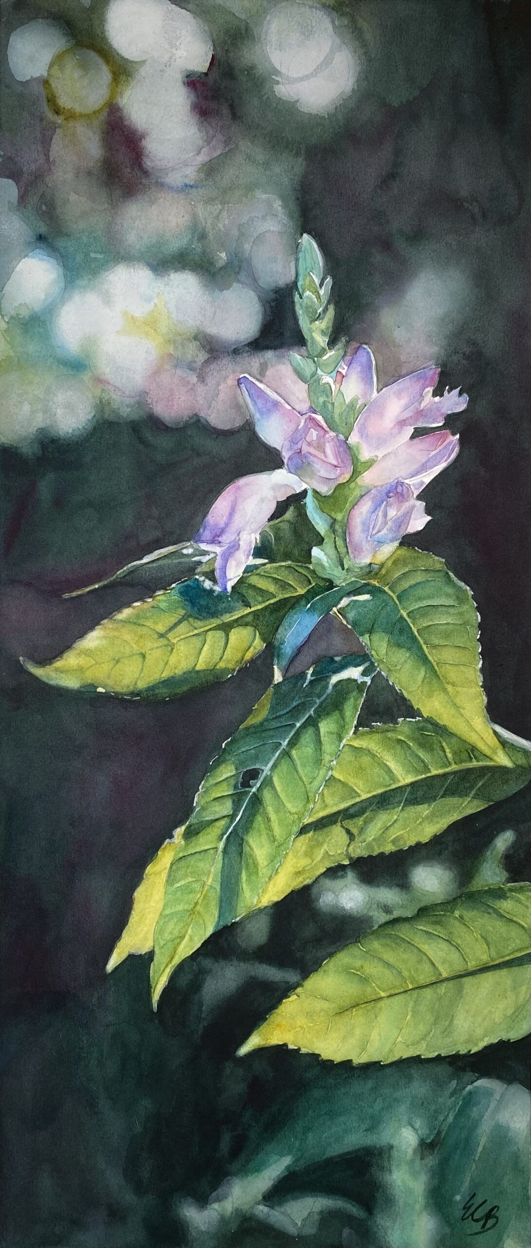 turtlehead-ii-native-shade-garden-watercolor-erin-blumer