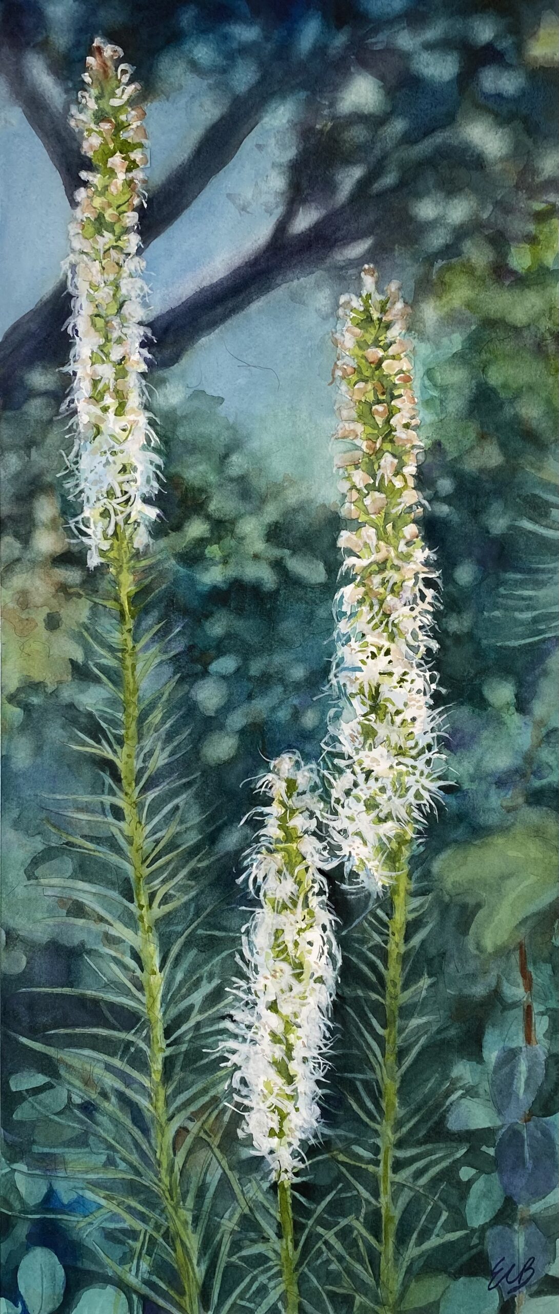 white-blazing-star-kemper-glade-garden-watercolor-erin-blumer