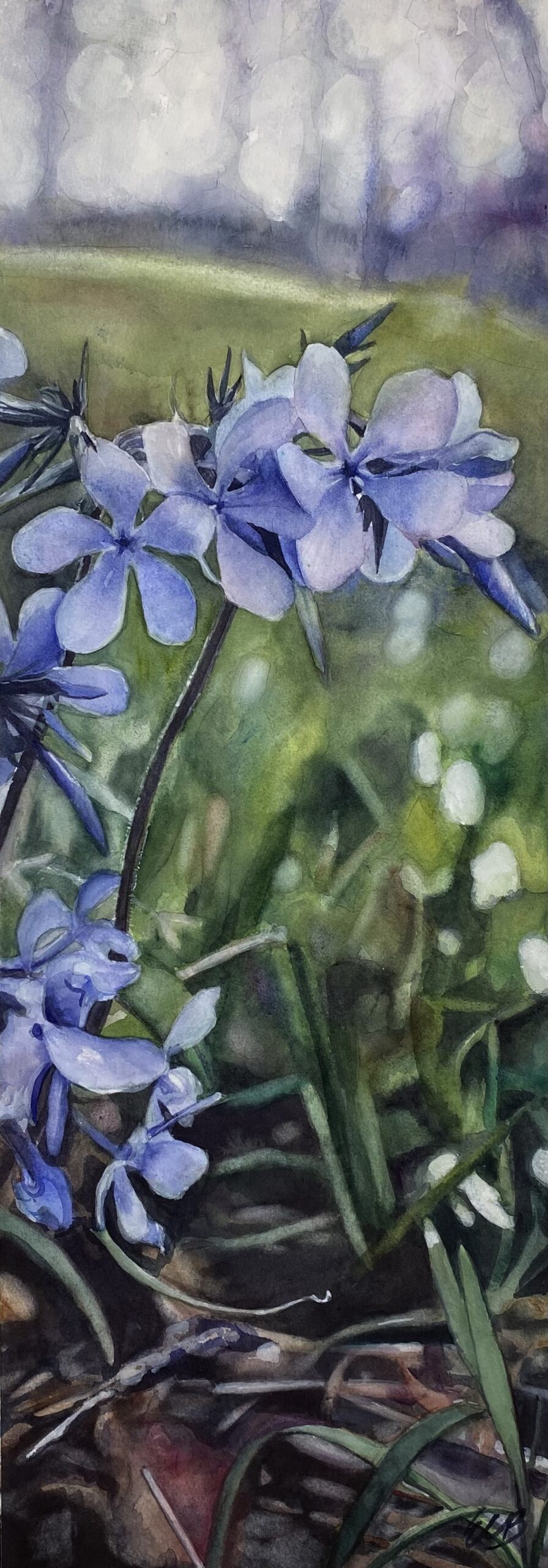 woodland-plox-hidden-creek-savanna-watercolor-erin-blumer