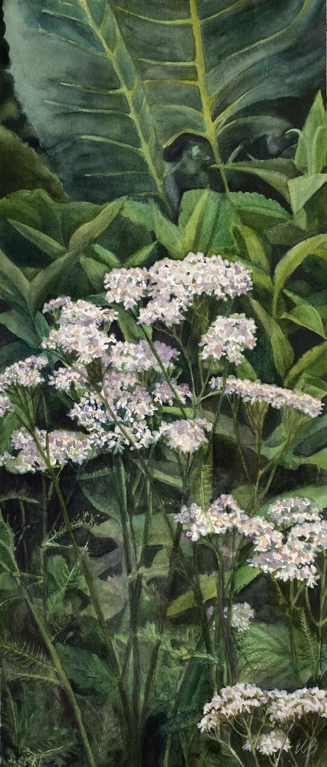 yarrow-and-prairie-dock-whitmire-wildflower-garden-watercolor-erin-blumer